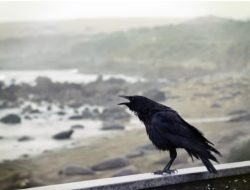 Mitos Burung Gagak: Antara Kengerian dan Kecerdasan