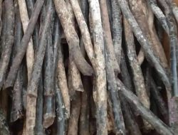 Mitos Tuah Kayu Tali Arus, Penambah Pancaran Aura yang Semakin Bersinar