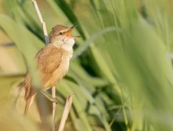 Mitos Burung Pipit: Pertanda Tamu dan Kabar Baik atau Buruk