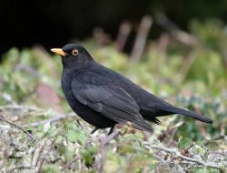 Mitos Burung Gagak di Atas Rumah sebagai Pertanda Buruk