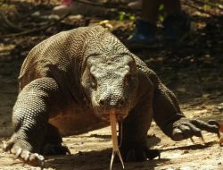 Mitos Hewan Komodo yang Masih Dipercayai Masyarakat Setempat