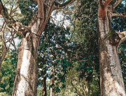 Mitos Cinta Abadi di Kebun Raya Bogor: Pasangan Kekasih Berkumpul di Antara Pohon Kembar