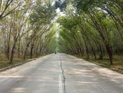 Mitos Misteri di Balik Keindahan Kebun Karet Trikora, Rejomulyo, Lampung Selatan