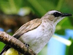 Mitos Burung Trucukan sebagai Penjaga Keharmonisan Rumah Tangga