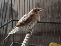 Mitos Burung Kedasih dalam Tradisi Kejawen Yogyakarta