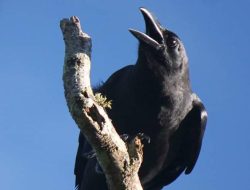 Mitos Burung Gagak sebagai Simbol Kesialan