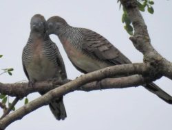 Mitos Burung Perkutut sebagai Pembawa Sial dalam Keyakinan Kuno