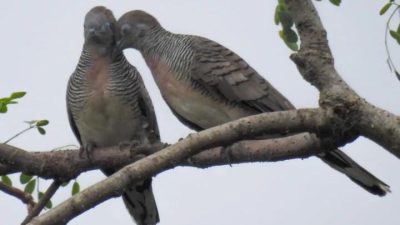 Mitos Burung Perkutut sebagai Pembawa Sial dalam Keyakinan Kuno