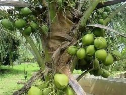 Cerita Pohon Kelapa Mampu Memecah Energi Positif atau Sekadar Mitos? Ini Penjelasanya!