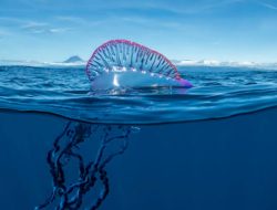 Portugese Man O’ War, Cantik Tapi Mematikan, Pesona Laut yang Berbahaya!