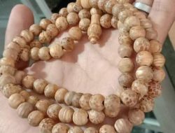 Kayu Bertuah Liwung Putih dari Gunung Lawu