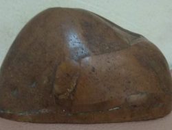 Manfaat Kayu Bertuah Galih Stigi Dalam Tradisi dan Pengobatan