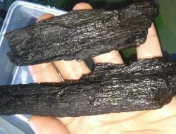 Kayu Bertuah Kelor Hitam: Penawar Kejang, Kesurupan, dan Hawa Jahat”