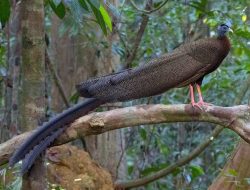 Penemuan Menggembirakan, Burung Kuau Raja yang Dinyatakan Punah Ditemukan Kembali di Aceh!