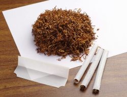 Mitos Rokok Herbal Sebagai Alternatif Sehat Terbantahkan: Bahaya Kanker Paru-paru