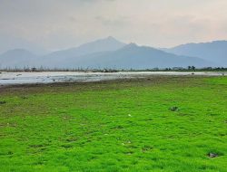 Fenomena Menakjubkan: Sabana Rawa Pening, Destinasi Viral di Semarang