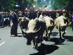 Tradisi Kirab 1 Sura di Keraton Solo: Tlethong Kerbau Bule, Mitos yang Tetap Dilestarikan