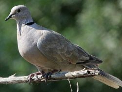 Mitos Misteri Burung Perkutut yang Bisa Berubah Menjadi Ular