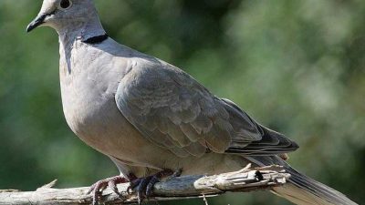 Mitos Misteri Burung Perkutut yang Bisa Berubah Menjadi Ular