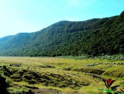 Mitos Alun-Alun Surya Kencana di Gunung Gede: Tempat Persembunyian Prabu Siliwangi dan Kerajaan Gaib