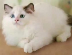 Kucing Ragdoll: Keanggunan Ras Kucing Paling Cantik di Dunia