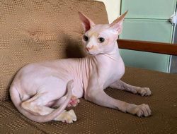 Mengenal Keunikan Kucing Sphynx  ‘Dari Kanada Hingga Mesir’