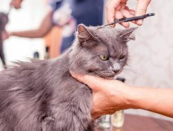 Melakukan Perawatan Grooming secara Rutin Mencegah Parasit pada Kucing