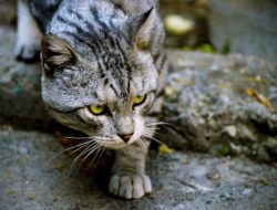 Ini Gejala dan Tanda-tanda Kucing Terinfeksi Rabies yang Perlu Diwaspadai