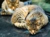 Cacingan pada Kucing Menjadi Ancaman Serius yang Perlu Diwaspadai