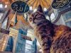 Kisah Muezza, Kucing Kesayangan Nabi Muhammad SAW yang Penuh Keajaiban