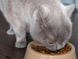 Makanan Pilihan dengan Nutrisi Terbaik untuk Kucing Anggora