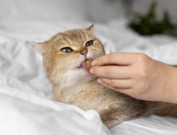 Tingkat Pemberian Makan Kucing: Pentingnya Memahami Kebutuhan Mereka