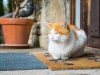 Ciptakan Lingkungan Ideal untuk Kucing: Pahami Bau-Bau Favoritnya