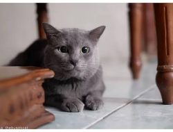 Inilah Jenis Ras Kucing Paling Langka di Dunia, Apa Saja?