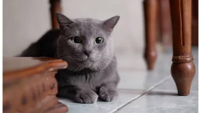 Inilah Jenis Ras Kucing Paling Langka di Dunia, Apa Saja?