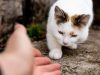 Penciuman Kucing Ternyata 16 Kali Lebih Kuat Dari Indera Penciuman Manusia, Luar Biasa!