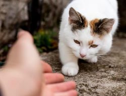 Penciuman Kucing Ternyata 16 Kali Lebih Kuat Dari Indera Penciuman Manusia, Luar Biasa!