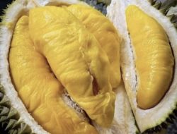 Mengenal Durian Bawor, Buah Lokal Indonesia yang Memiliki Rasa Manis Legit dan Sedikit Pahit