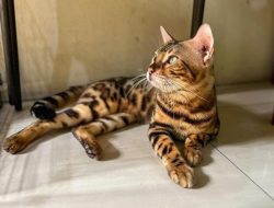 Misteri Silsilah Kucing Bengal: Pesona Campuran Antara Liar dan Domestik