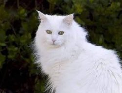 Misteri Kucing Anggora Domestik: Pesona Genetik yang Menciptakan Karakteristik Menarik