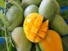Ciri-Ciri Buah Mangga Arumanis Asli Indramayu, Sangat Istimewa!