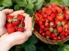 Buah Stroberi Khas Lembang, dengan Sensasi Merah dan Manis, Ini Ciri-Cirinya!