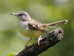 Mitos Burung Prenjak di Kalangan Masyarakat Yang Dipercaya Hingga Kini!