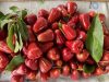 Simak Ciri-Ciri Jambu Citra Asli Demak yang Terkenal Segar dan Sehat!