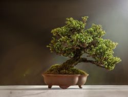 Sejarah, Asal-Usul dan Filosofi Tanaman Bonsai