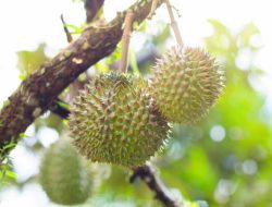 Cara Memilih Durian yang Matang dan Berkualitas Tinggi