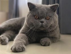 Ciri-Ciri Kucing British Shorthair, Karakteristik Unik dan Menarik