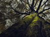 Hutan Tertua di Dunia Tersembunyi di Kota Kecil Kairo, New York