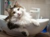 Tips Memandikan Kucing dengan Aman dan Nyaman