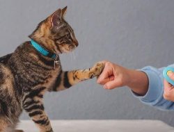 Cara Efektif Membuat Kucing Menjadi Jinak
